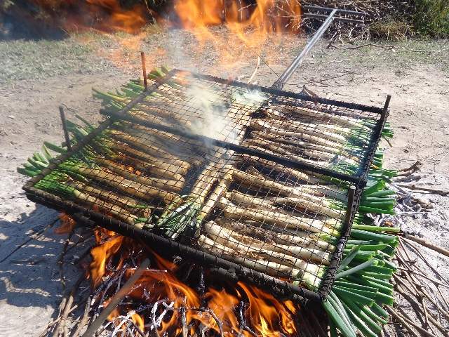 calçots a bràfim, catalunya, españa 2014